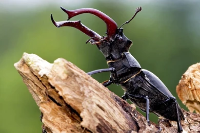 Wallpapers Of Insects, Insect Wallpaper,insect Wallpapers, Free ...