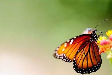 Download Wallpapers 3840x2160 Butterfly, Wings, Patterns, Bright ...