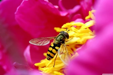 Amazing Macro Insect HD Desktop Wallpapers : Widescreen : High ...