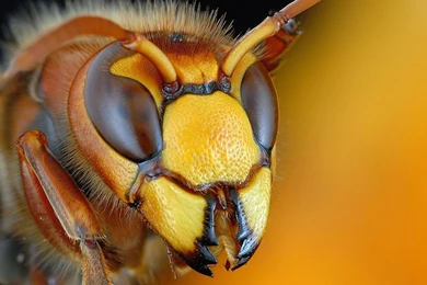 Insect Computer Wallpapers, Desktop Backgrounds