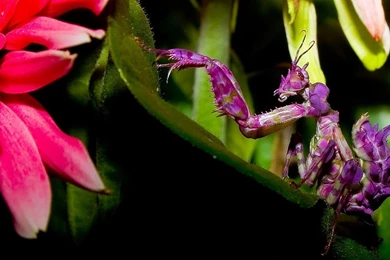 Insect Computer Wallpapers, Desktop Backgrounds