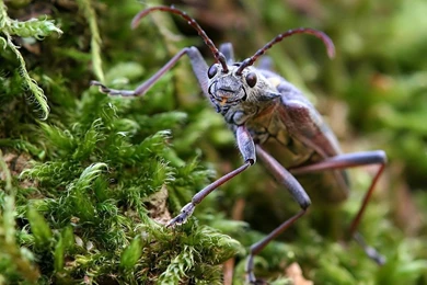 Insect Wallpapers. Images And Animals Insect Pictures (693)