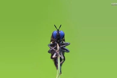 Blue Eyed Insect Wallpapers Animal Wallpapers