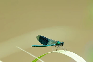 Free Screensavers And Wallpapers 7Screensavers.com