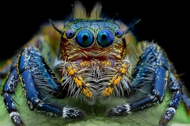 Jumping Spider Macro Insect HD Desktop Wallpapers : High Definition ...