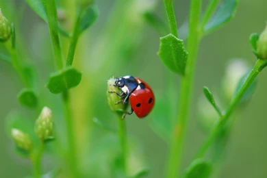 Download Wallpapers 2560x1600 Ladybug, Grass, Leaves, Plant ...