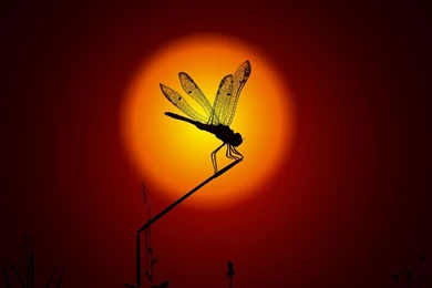 Butterfly Wallpapers