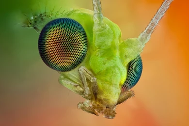 Animal Insect Macro Water Drop Waterdrop Grass Wallpapers ...