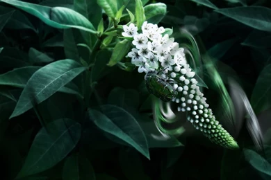 1280x800 Green Insect Desktop PC And Mac Wallpapers