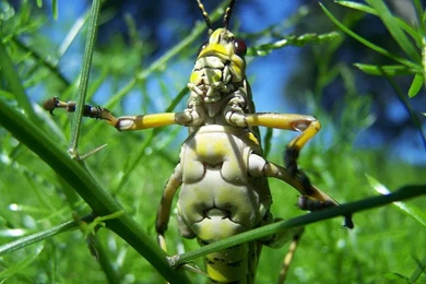 Insect Computer Wallpapers, Desktop Backgrounds