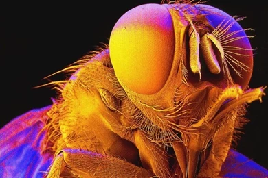 Insect Wallpapers. Images And Animals Insect Pictures (695)