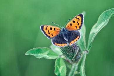 2880x1800 Butterfly Insect Wallpapers