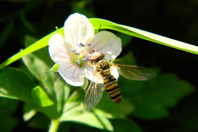 Insect Computer Wallpapers, Desktop Backgrounds