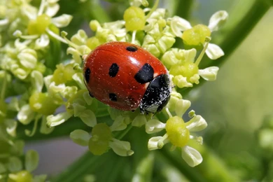 Lady Bug Wallpapers