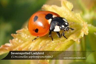 Flower And Insect Wallpapers Chris Schuster