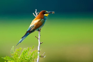 The Bird Eat Insect Wallpaper,Bird Wallpaper,Eat Wallpaper,Insect ...