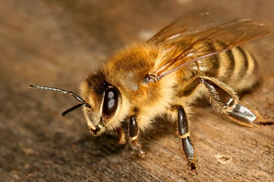 2560x1440 Bee Insect Wallpapers