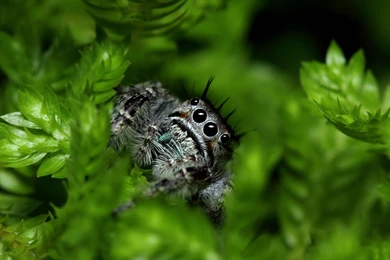 Grass, Greens, Spider, Insect, Eyes Wallpapers And Images ...
