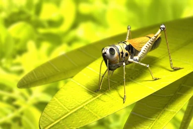 Insects Hd Wallpapers Page 0