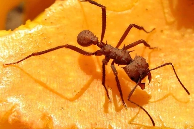 Funny Insect Wallpapers