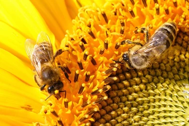 Insect wallpaper 7.jpg