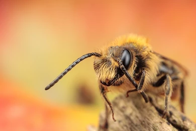 Insect Close Up Macro Insect Free Desktop Backgrounds Free ...