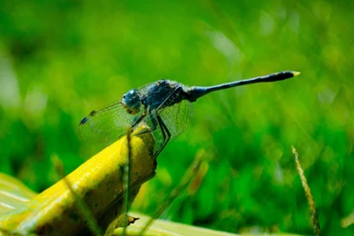 Dragonfly Insect Wallpapers Download
