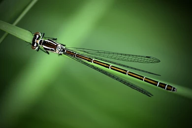 Insect Computer Wallpapers, Desktop Backgrounds