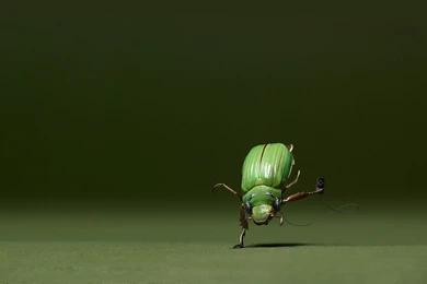 Dancing Insect Wallpapers   Funny Wallpapers