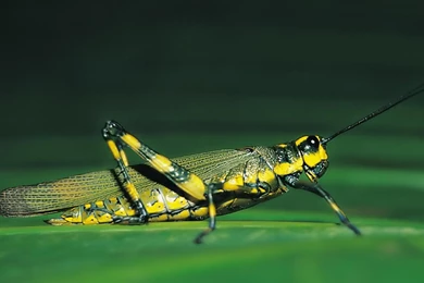 Insect Photography 1557510