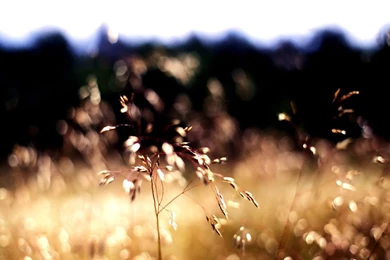 Warm Wallpapers   10836