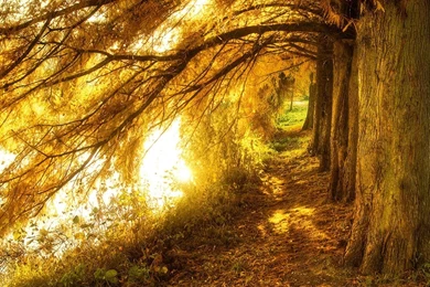 Free Wallpapers Of Warm Autumn Day   Always Update