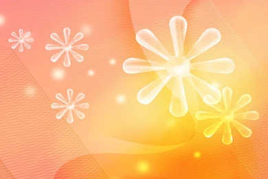 Warm Sunflowers HD Wallpapers