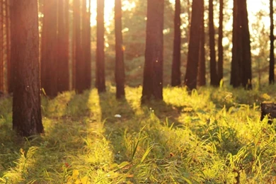 Warm Summer Sunlight HD Desktop Wallpapers : Widescreen : High ...