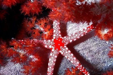 Fish: Star Fish Fiji Beautiful Fiji Fish Star Picture Red Desktop ...