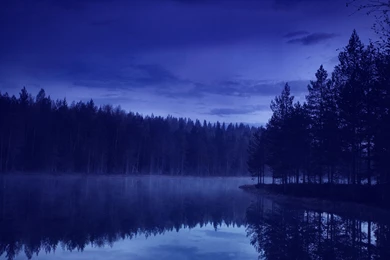 Forest At Night