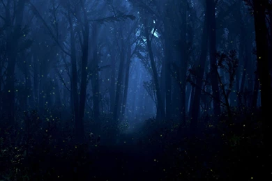 Forest At Night