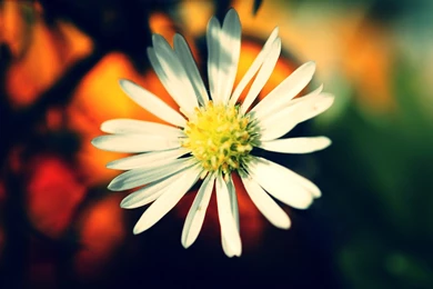 Warm Colors Flower Wallpapers