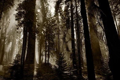 In The Night Forest Wallpapers   (