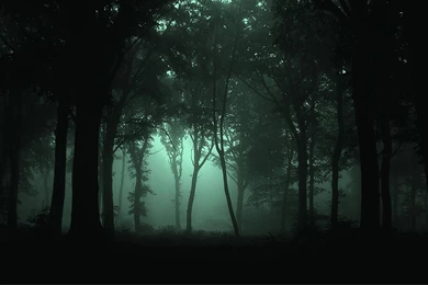 Fog Forest Night   Wallpaper.