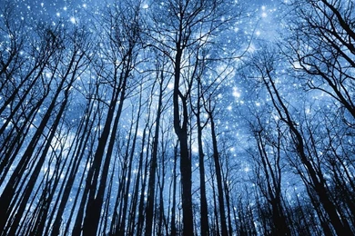 Stairy Forest Night iPad 1 & 2 Wallpapers