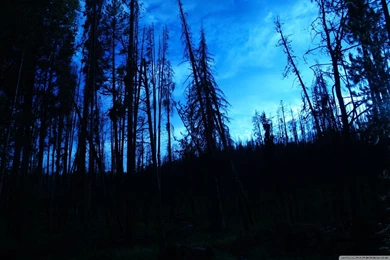 Blue Trees Dark Night Forest Skyscapes Blue Skies Wallpapers ...