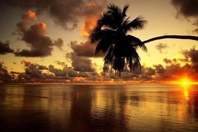 Beach Clouds Sea Sky Sunrise Tree Warm HD Wallpapers