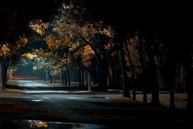 Trees Night Forest Path Wallpapers