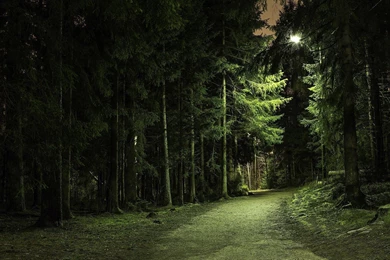 Forest Dark Night Lights Wallpapers
