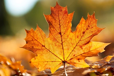 Download Desktop Wallpapers An Autumn Leaf, Warm Colors Of Autumn ...