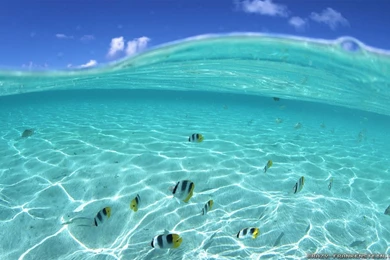 Ocean Underwater Wallpapers Widescreen