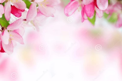 Roses Flowers Wallpapers Windows 7 Desktop Wallpapers Flowers ...