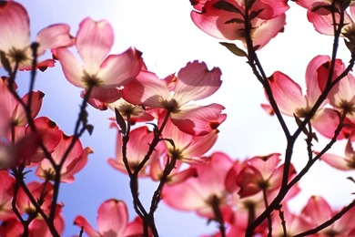 Spring Backgrounds Flowers   1531516