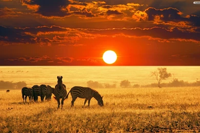 African Wallpapers